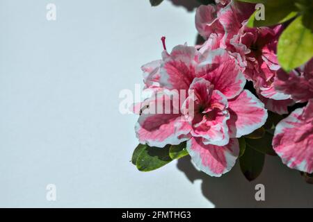 Rosafarbene Azaleen in Blüte auf weißem Hintergrund Stockfoto