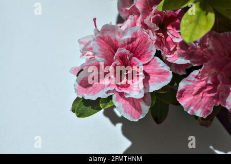 Rosafarbene Azaleen in Blüte auf weißem Hintergrund Stockfoto