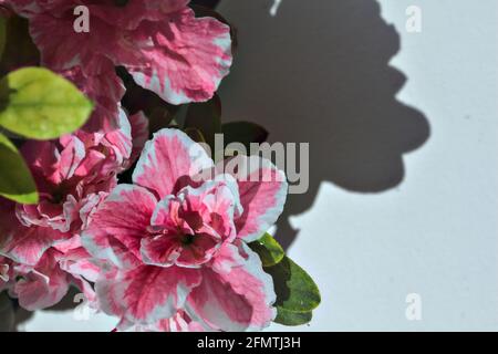 Rosafarbene Azaleen in Blüte auf weißem Hintergrund Stockfoto