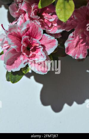 Rosafarbene Azaleen in Blüte auf weißem Hintergrund Stockfoto