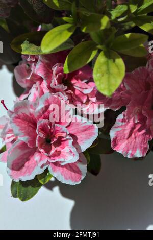 Rosafarbene Azaleen in Blüte auf weißem Hintergrund Stockfoto