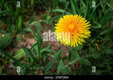 Gelbe Nelkenkraut Blume zwischen grünem Gras. Nahaufnahme. Natur. Stockfoto