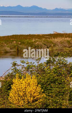 Invasive Arten von Scotch Broom wachsen in den sandigen Boden Garry Point Park in Steveston, British Columbia, Kanada Stockfoto