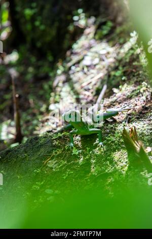 Der gefleckte Basilisk (Basiliscus plumifrons), auch häufig als der grüne Basilisk, der zweifach-Haubenbasilisk oder die Jesus-Christ-Eidechse in Costa bezeichnet Stockfoto