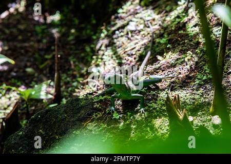 Der gefleckte Basilisk (Basiliscus plumifrons), auch häufig als der grüne Basilisk, der zweifach-Haubenbasilisk oder die Jesus-Christ-Eidechse in Costa bezeichnet Stockfoto