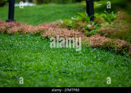 Schwarzer Vogel im Gras in Arenal, Costa Rica Stockfoto