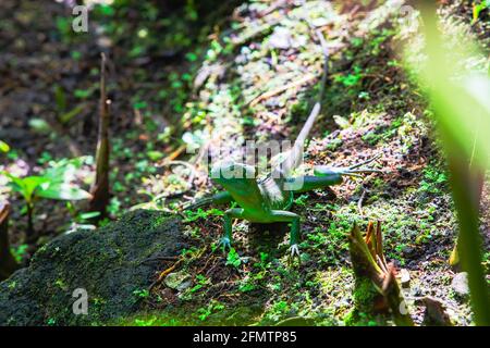 Der gefleckte Basilisk (Basiliscus plumifrons), auch häufig als der grüne Basilisk, der zweifach-Haubenbasilisk oder die Jesus-Christ-Eidechse in Costa bezeichnet Stockfoto