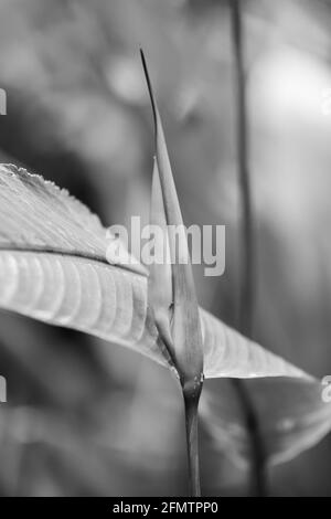 Ostern Heliocona (Heliconia Wagneriana) auffällige, tropische Blumen mit schönen, leuchtend bunten, blühenden Brakten Stockfoto