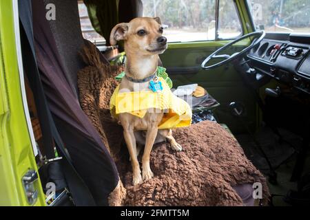 Ein chihuahua sitzt Hund auf dem Sitz im VW-Wohnmobil Während der Reise Stockfoto