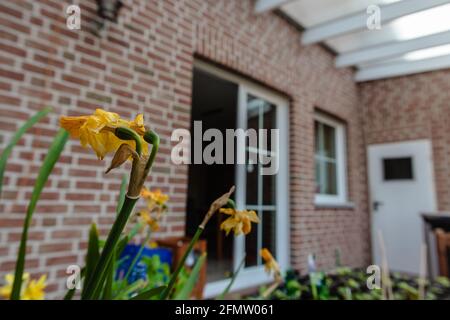 Selektiver Fokus von gelben Narzissenblüten gegen Ziegelwände in Ein Haus Stockfoto