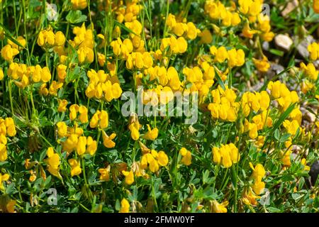 Nahaufnahme des Vogelfuß-Trefoil (Lotus corniculatus) Stockfoto