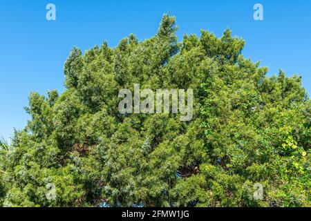 Östlicher roter Zedernbaum, auch bekannt als Virginischer Wacholder (Juniperus virginiana), mit weißen Beeren - Fort Island Gulf Beach, Crystal River, Florida, USA Stockfoto