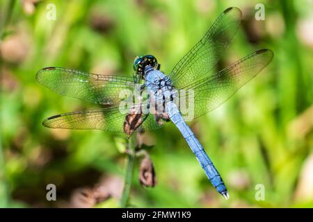 Östliche Pondhawk-Libelle (Erythemis simplicicollis) - Bluebird Springs Park, Homosassa, Florida, USA Stockfoto