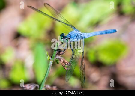 Östliche Pondhawk-Libelle (Erythemis simplicicollis), Vorderansicht - Bluebird Springs Park, Homosassa, Florida, USA Stockfoto