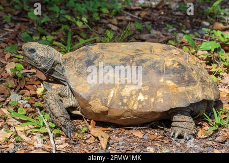 Gopher-Schildkröte (Gopherus polyphemus) - Brooksville, Florida, USA Stockfoto
