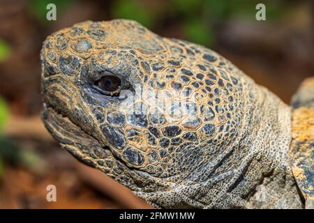 Gopherschildkröte (Gopherus polyphemus) Nahaufnahme des Kopfes - Brooksville, Florida, USA Stockfoto