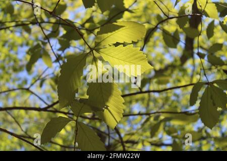 Sonnenlicht scheint auf einem Sumpf Kastanieneiche Zweig Stockfoto