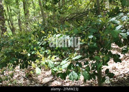 New Leaf Growth auf einem Wild American Holly im Frühling Stockfoto