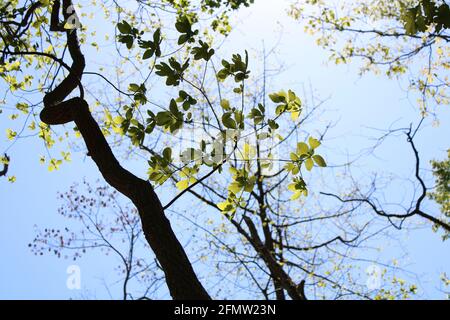 Sonnenlicht scheint auf einem Sassafras-Zweig Stockfoto