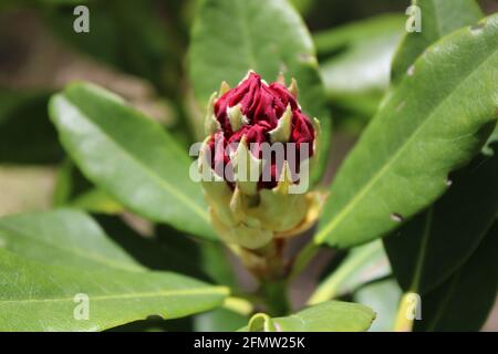 Ein Blütenbud auf einem dunkelrosa Nova Zembla Rhododendron Stockfoto