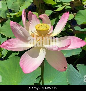 Lotusblume in voller Blüte mit einem kleinen Fliege entspannend Im Schatten seiner Blütenblätter Stockfoto