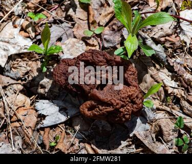 Ein großer roter Morchelpilz, Gyromitra esculenta, der im frühen Frühjahr auf dem Waldboden in den Adirondack Mountains, NY Wildnis, wächst. Stockfoto