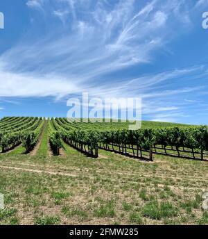 Reihen von Weintrauben in einem wunderschönen Weinberg in den Adelaide Hills, Australien Stockfoto