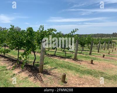 Reihen von Weintrauben in einem wunderschönen Weinberg in den Adelaide Hills, Australien Stockfoto