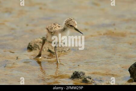 Pied Stilt Küken auf der Suche nach Nahrung in einem Bach weiter Wattmeer an der Küste Stockfoto