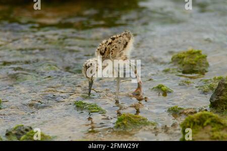 Pied Stilt Küken auf der Suche nach Nahrung in einem Bach weiter Wattmeer an der Küste Stockfoto