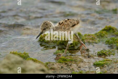 Pied Stilt Küken auf der Suche nach Nahrung in einem Bach weiter Wattmeer an der Küste Stockfoto