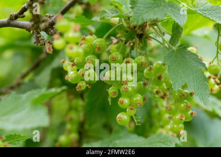 Nahaufnahme von unreifen roten Johannisbeerbeeren, Ribes auf Zweig. Stockfoto