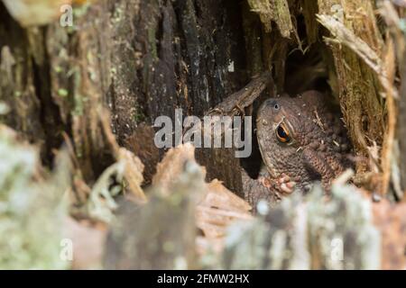 Kröte, Bufo, Bufo versteckt sich im Stich Stockfoto