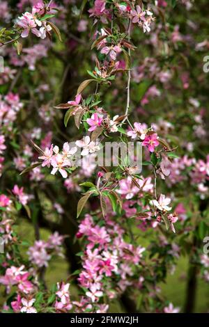 Japanischer Krabbelkelller in voller Blüte Stockfoto