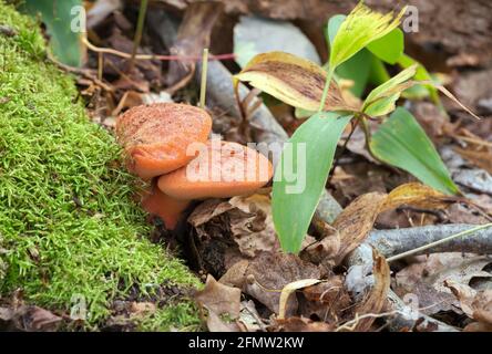 Beefsteak-Pilz, Fistulina hepatica Stockfoto