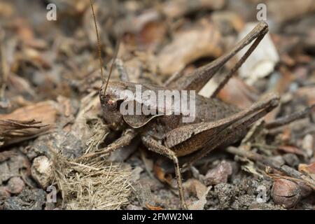 Weibliche dunkle Busch-Cricket, Pholidoptera griseoaptera auf dem Boden, Makrofoto Stockfoto