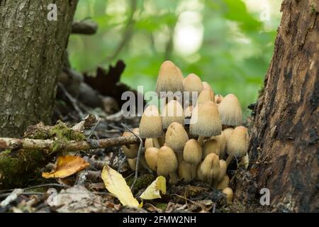 Sternhaufen aus glitzernder Tintenmütze, Coprinellus micaceus, wächst neben dem Baum Stockfoto