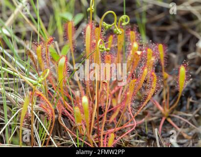 Großen Sonnentau, Drosera anglica Stockfoto