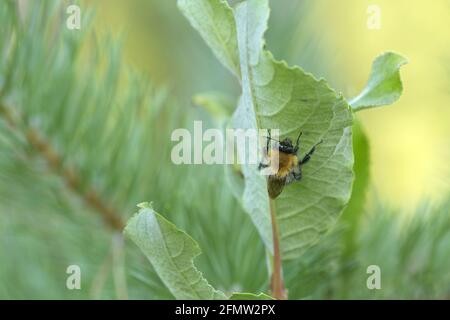 Hummel auf Blatt, Pinienzweig im Hintergrund Stockfoto