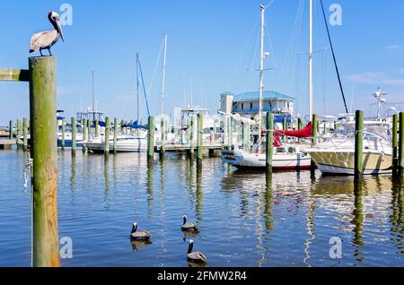 Braune Pelikane sind mit Booten im Biloxi Small Craft Harbour, 8. Mai 2021, in Biloxi, Mississippi, abgebildet. Stockfoto