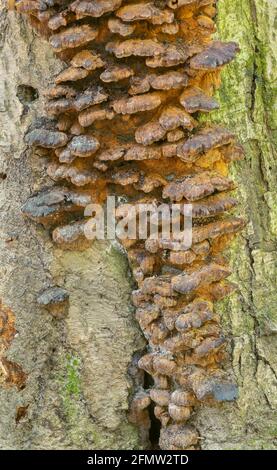 Erlenhalterung, Inonotus radiatus wächst auf Erlenbaum Stockfoto