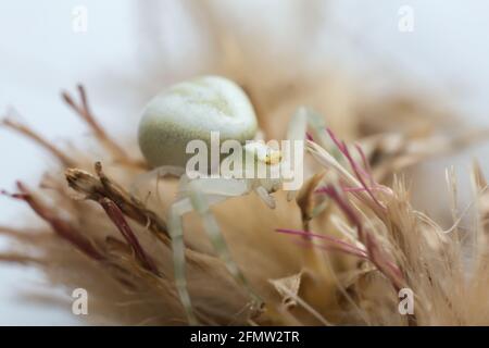 Goldrutenkrabbenspinne, Misumena vatia auf Distel, Makrofoto Stockfoto