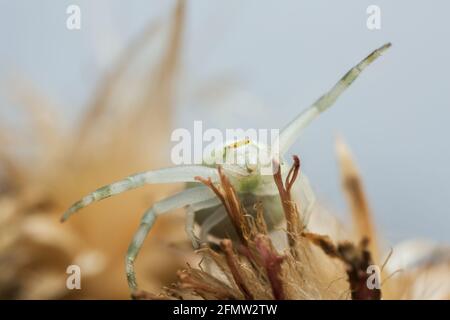 Goldrutenkrabbenspinne, Misumena vatia auf Distel, Makrofoto Stockfoto