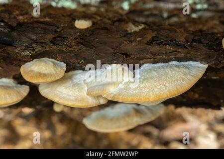 Climacocystis borealis wächst auf Holz Stockfoto