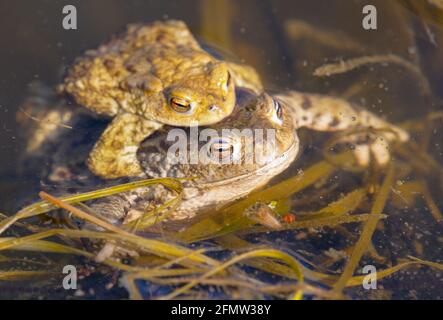 Gemeinsame oder europäische Kröte braun gefärbt, Paarungskröten im Teich Stockfoto