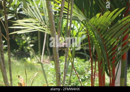 Nahaufnahme eines Bulbul-Vogels auf dem Ast mit Verschwommener Hintergrund Stockfoto