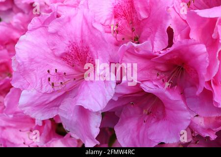 Azalea / Rhododendron ‘Herbert’ Masse von tiefrosa trichterförmigen Blüten mit hellrotem Fleck, der sehr kleine Blätter verdeckt, Mai, England, Großbritannien Stockfoto