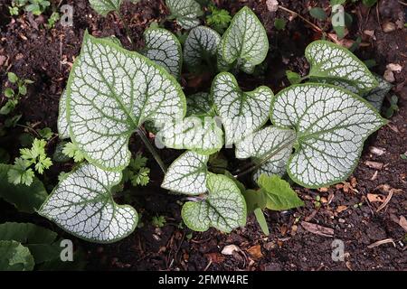 Brunnera macrophylla ‘Sea Heart’ Siberian bugloss Sea Heart – stark gefleckte, herzförmige Silberblätter, Mai, England, Großbritannien Stockfoto