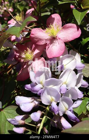 Clematis ‘Freda’ Wisteria floribunda ‘Domino’ tiefrosa Clematis mit blassrosa Blütenblättern, umschlitzt mit Glyzinien, Mai, England, Großbritannien Stockfoto