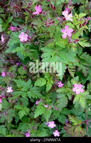 Geranium-Wildkraut Robert – kleine weiß gestreifte rosa Blüten und tief zerschnitzte Blätter mit roten Rändern, Mai, England, Großbritannien Stockfoto